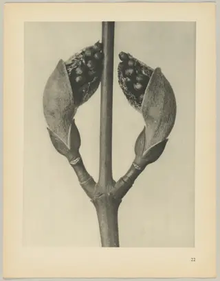 Acer rufinerve, by Karl Blossfeldt, 1928