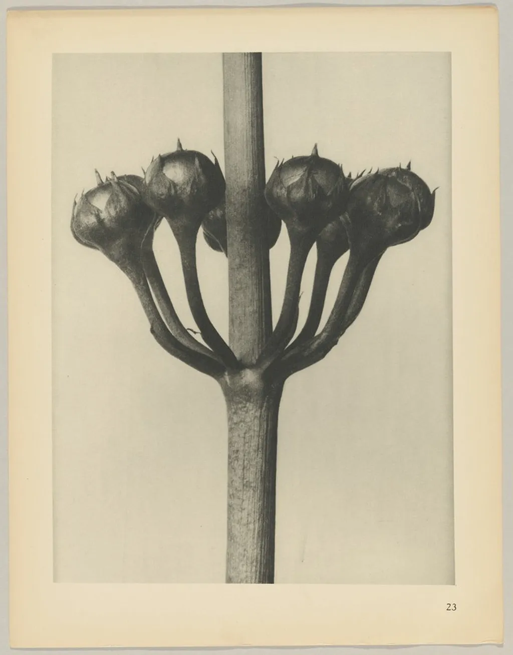 Primula japonica, by Karl Blossfeldt, 1928