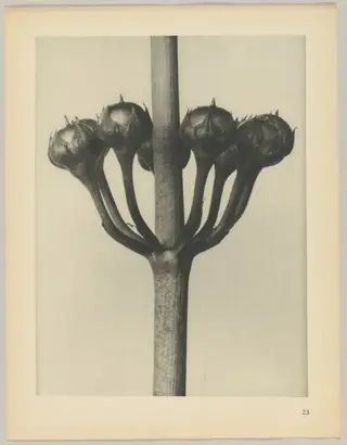 Primula japonica, by Karl Blossfeldt, 1928