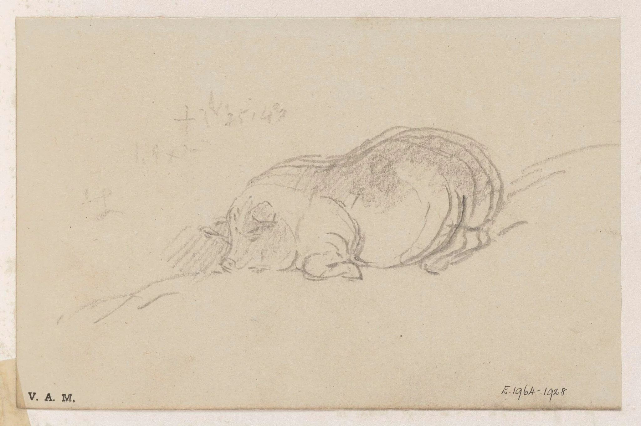 A sleeping pig, detail
