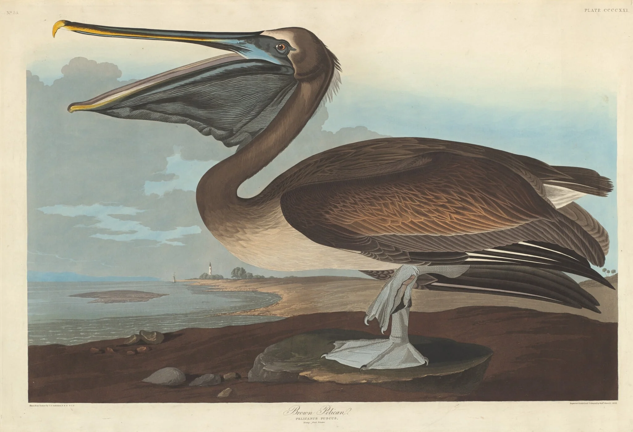 Brown Pelican, detail