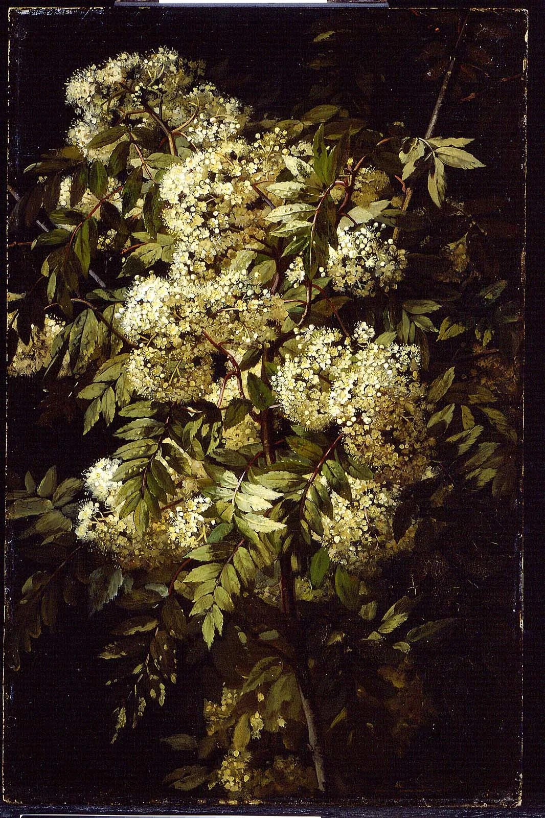 Study of a Flowering Branch, detail