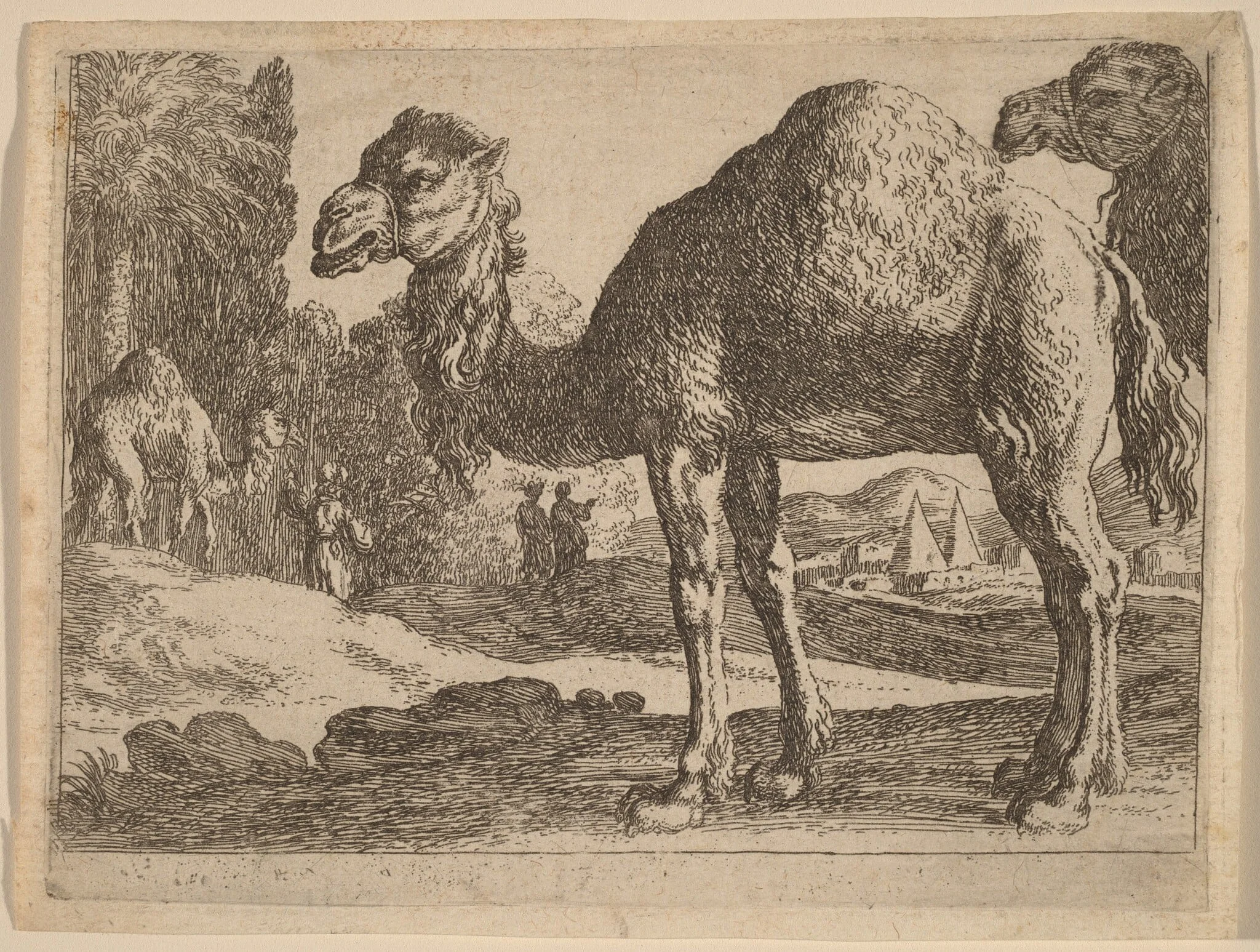 Camels, detail