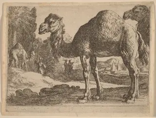Camels, by Herman van Swanevelt, ink, 1628