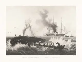Pêche de la Baleine, Whale-Fishery, by Friedrich von Martens, ink, 1834