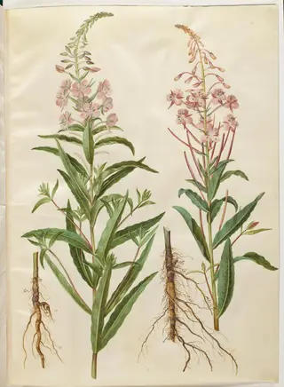 Chamerion angustifolium (smalbladet gederams), 1654