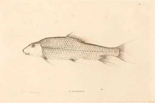 C. Aureolus