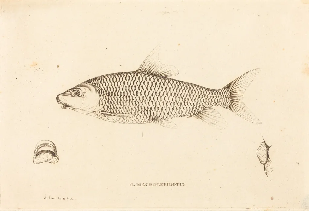 C. Macrolepidotus, by Charles Alexandre Lesueur, ink, 1819