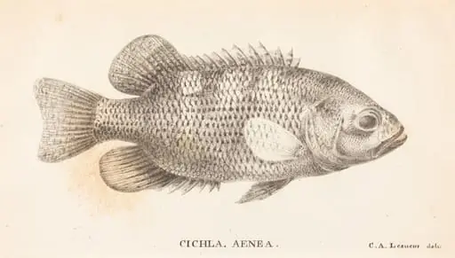 Cichla, Aenea, by Charles Alexandre Lesueur