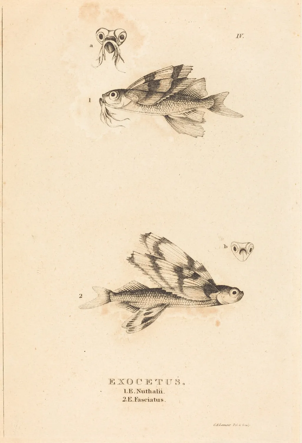Exocetus, by Charles Alexandre Lesueur, ink, 1819