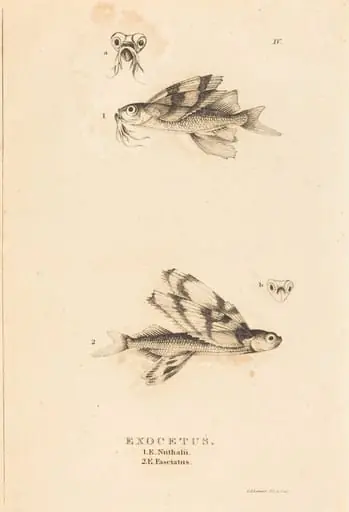 Exocetus, by Charles Alexandre Lesueur