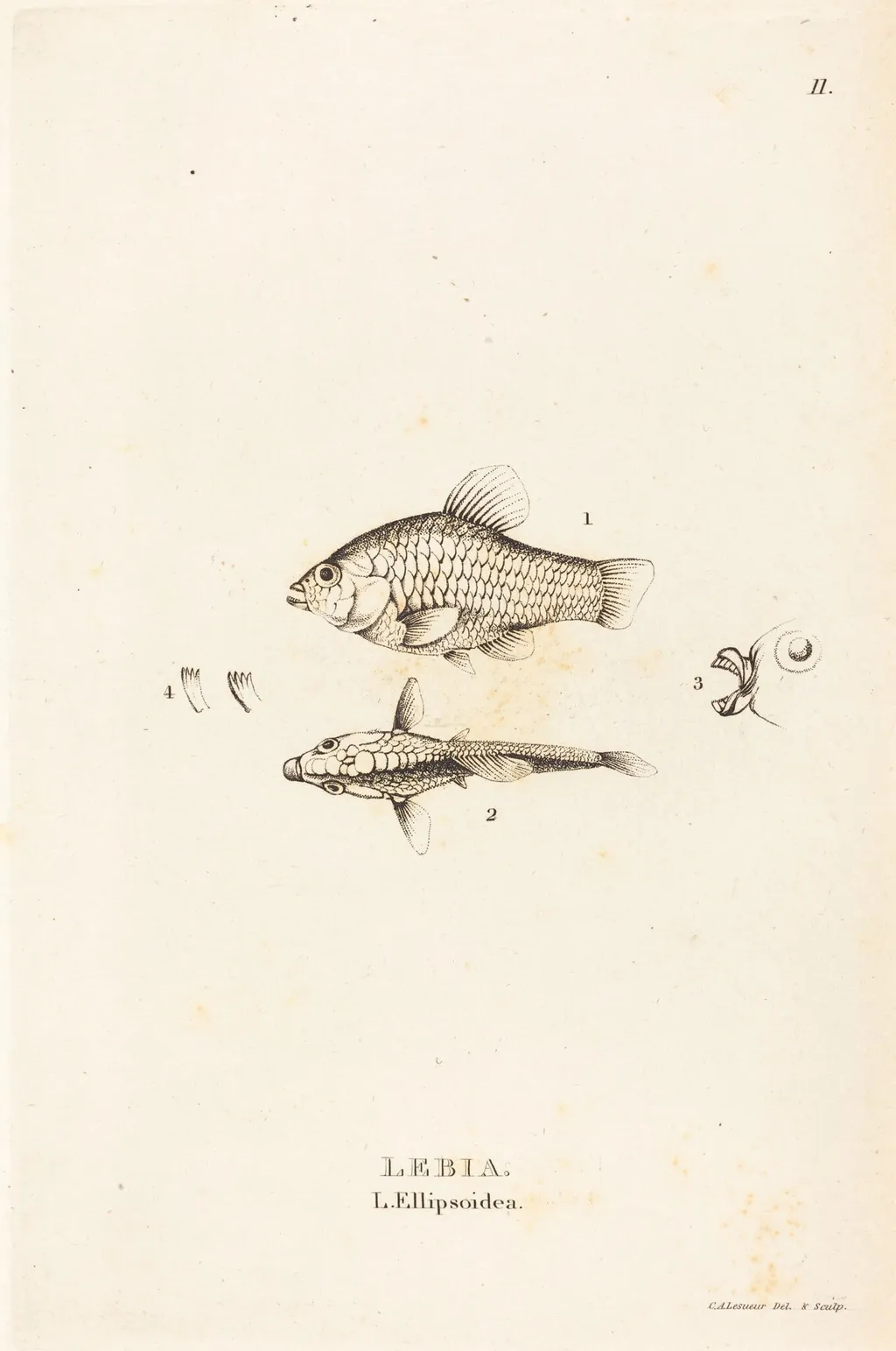 Lebia (L'Ellipsoidea), by Charles Alexandre Lesueur, ink, 1819