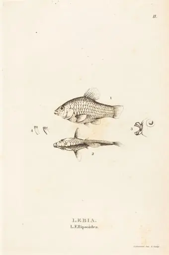 Lebia (L'Ellipsoidea), by Charles Alexandre Lesueur