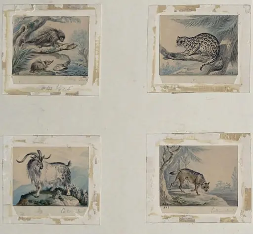 Four small drawings of animals for book illustrations, by Charles Catton