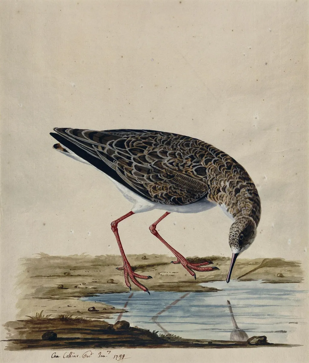 A Curlew Sandpiper, by Charles Collins, watercolor, 1739