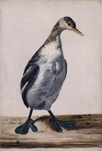 A Great Crested Grebe, by Charles Collins