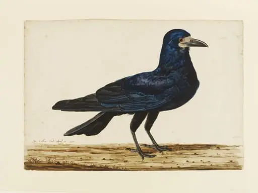 A Rook, by Charles Collins