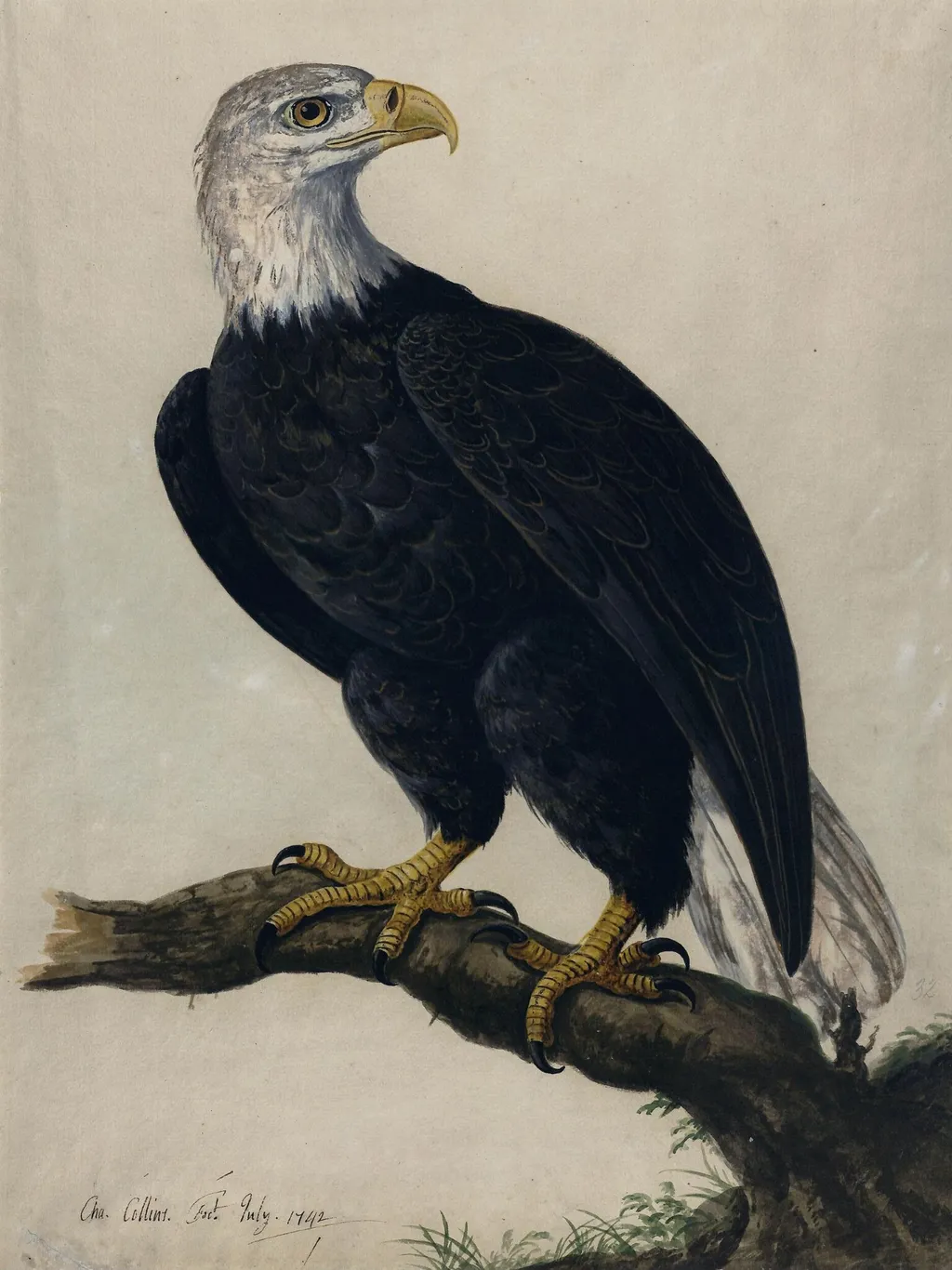 A White-headed Sea-eagle, by Charles Collins, watercolor, 1742