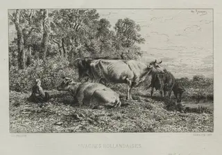 Holland Cows