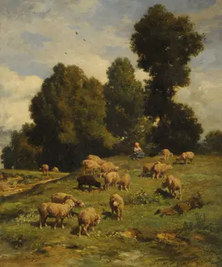 Sheep in pasture