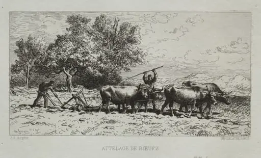 Team of Oxen, by Charles Jacque