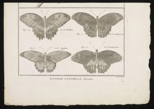 Untitled, by Charles-Joseph Panckoucke