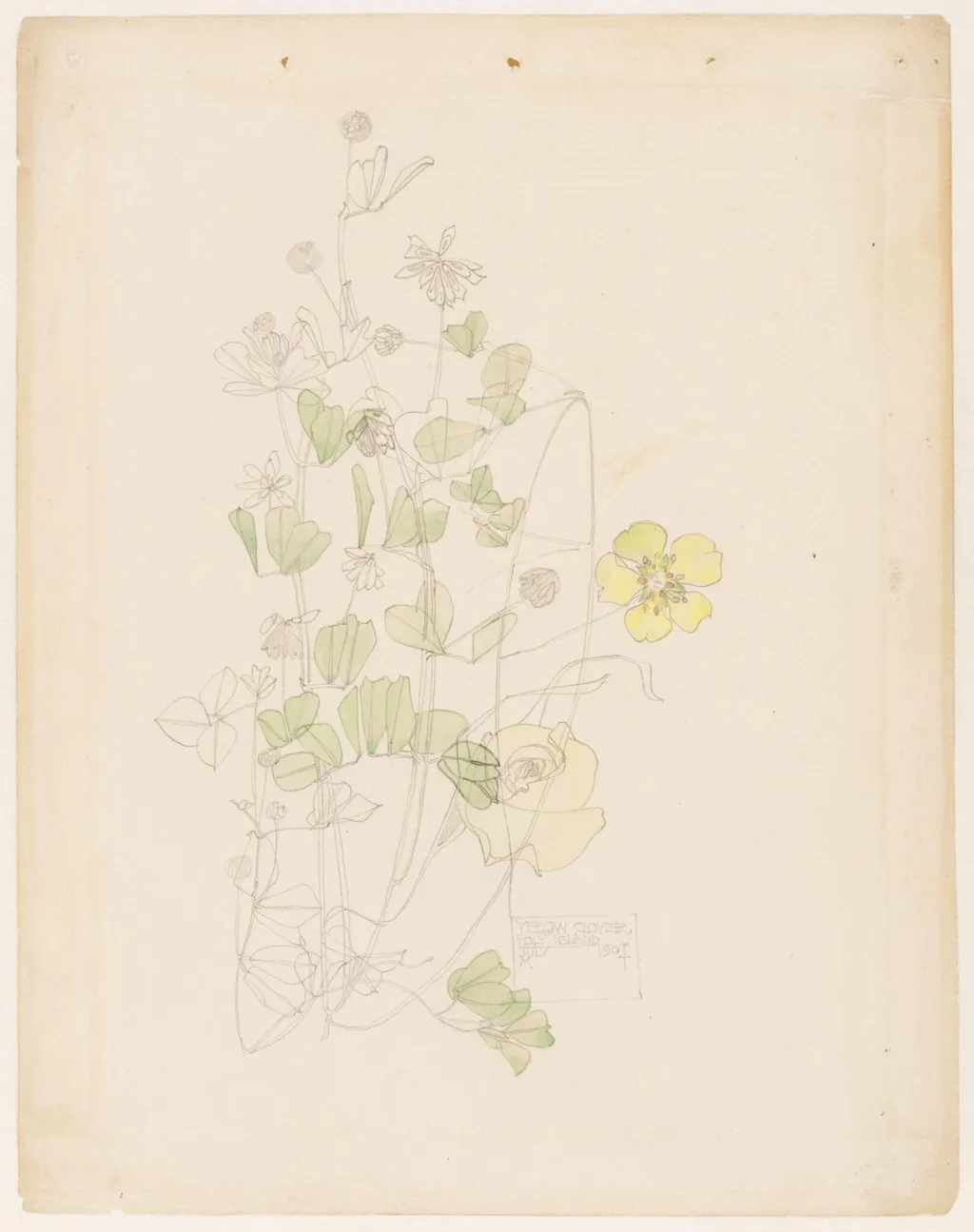 Yellow clover, by Charles Rennie Mackintosh, watercolor, 1901