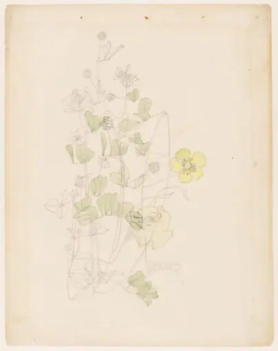 Yellow clover, by Charles Rennie Mackintosh