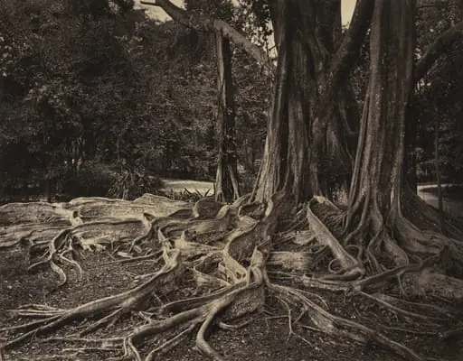 Rubber Tree, Assam, India (Ficus Elastica), by Charles T. Scowen