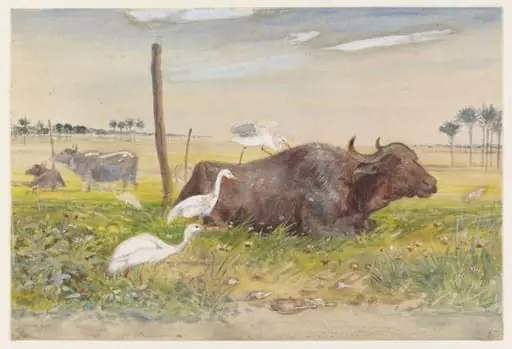 Cattle Egrets (Buff-backed Herons) with Egyptian Water-buffalo (Gamoose), by Charles Whymper