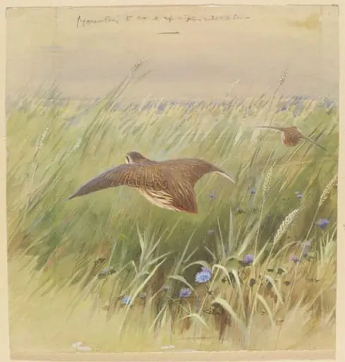 Flying Quail, by Charles Whymper