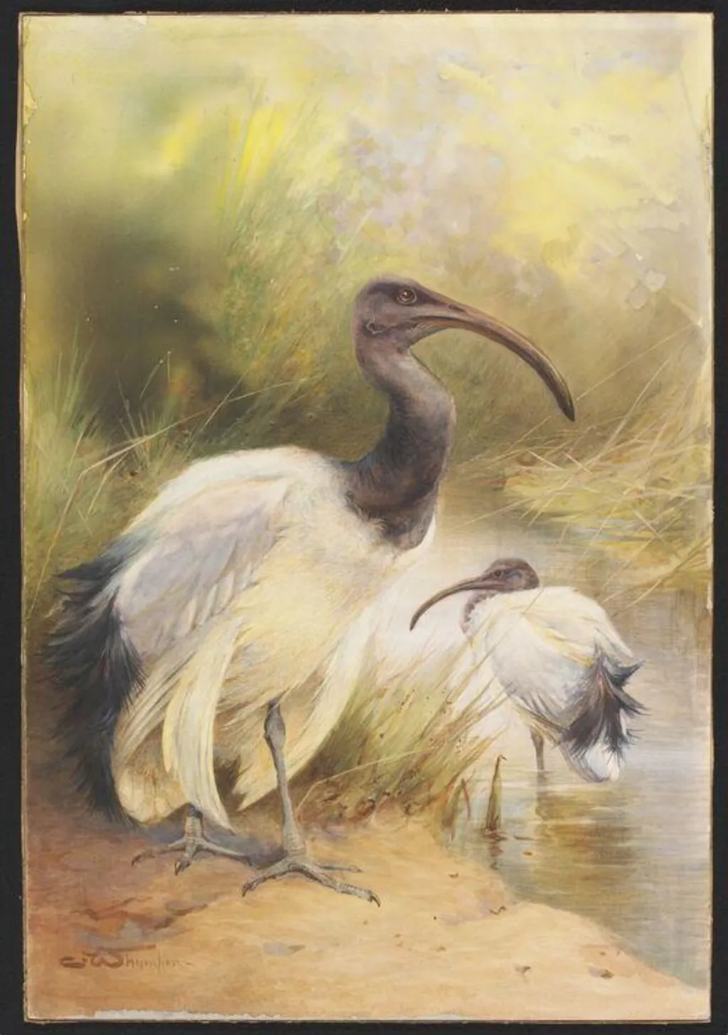 The Egyptian Sacred Ibis, by Charles Whymper, watercolor, 1904