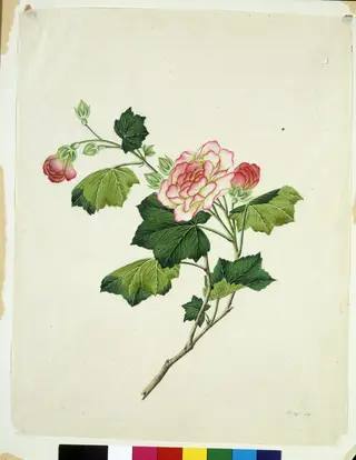 Chinese mallow, 1800