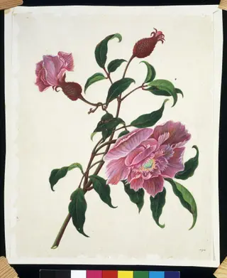 Chinese rose