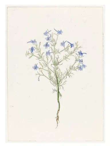 The History of Plants, according to women, children and students, by Christine Borland