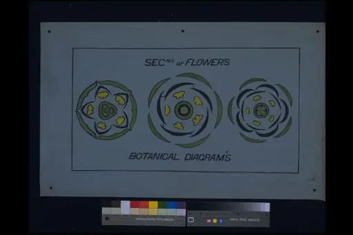 Botanical lecture drawing
