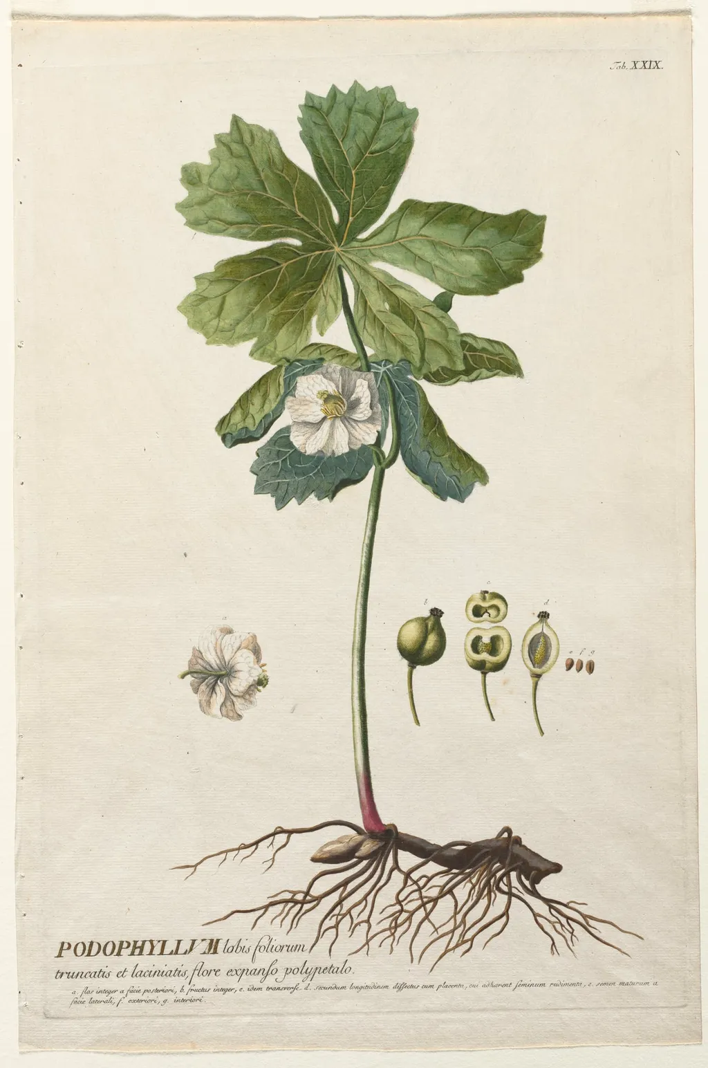 Plantae Selectae: No. 29 - American May Apple, by Christopher Jacob Trew, 1762