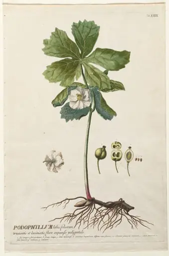 Plantae Selectae: No. 29 - American May Apple, by Christopher Jacob Trew