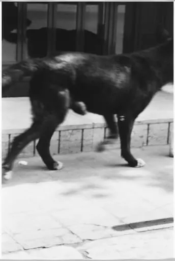 Untitled, by Christopher Wool