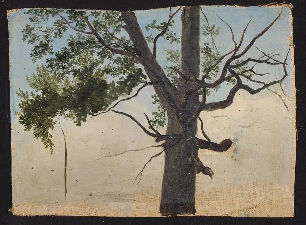 Solitary tree, by Chrystian Breslauer