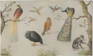 Study of Birds and Monkey