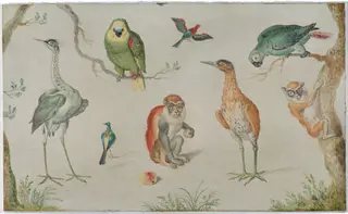 Study of Birds and Monkeys