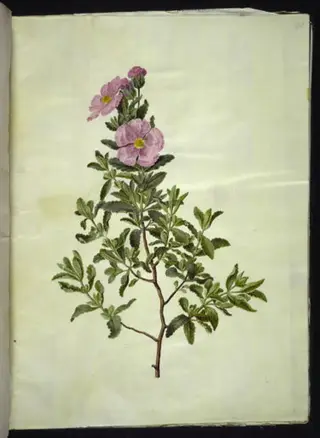 Cistus creticus (kreta-soløjetræ), 1654