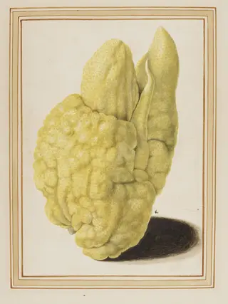 Citron