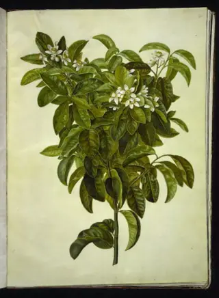 Citrus limon (almindelig citron), 1654