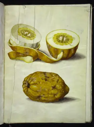 Citrus medica (cedrat)