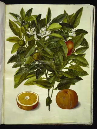 Citrus sinensis (appelsin)