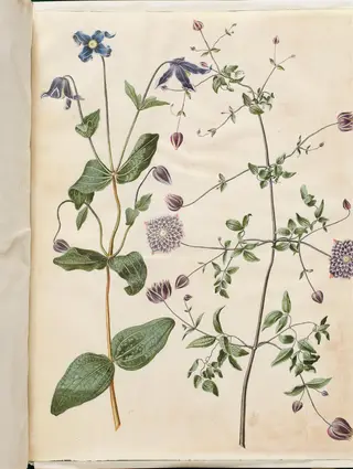 Clematis integrifolia (blå staudeklematis); Clematis viticella (italiensk skovranke)