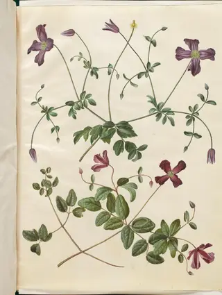 Clematis viticella (italiensk skovranke)
