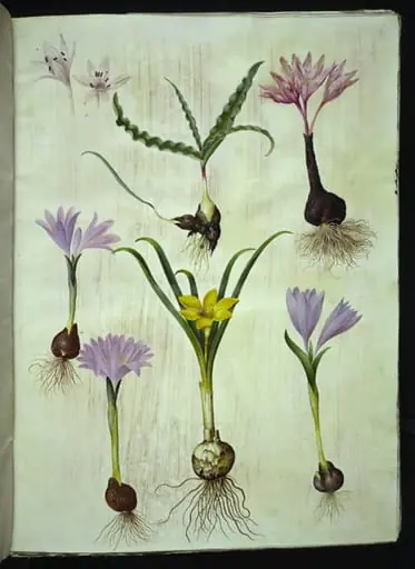 Colchicum variegatum (plettet tidløs); Bulbocodium vernum (vår-lysblomst); Sternbergia lutea (almindelig sternbergia)